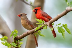 Northern Cardinal Male and Female Perched on Branch of Budding Mulberry Tree in Early Spring in Louisiana