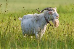 Large Billy Goat with Curved Horns and Long Goatee Grazing on Louisiana Farm