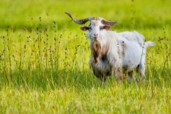 Frontal View of Long Horned Billy Goat Grazing on a Farm in Southern Louisiana 