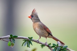 Female Northern Cardinal Perched on Budding Vine in Louisiana Garden