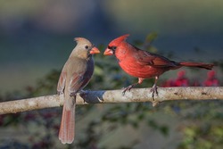 Northern Cardinal Pair in Late Evening