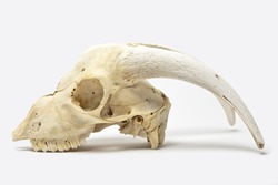 Animal skull with big horns on gray background with natural shadow