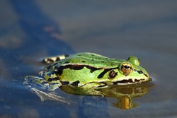 Green frog.Edible green frog (Rana esculenta), is a medium-thick-set tailless animals, up to 12 cm in length, but usually smaller.Edible green frog in the shallow water of lake.