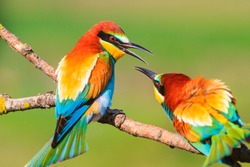 spring colored birds flirting, natural design, unique moments in the wild