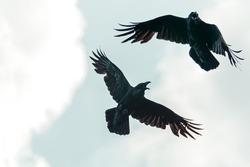 black crows fly spreading their wings, soft focus