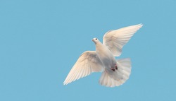 white dove flying in the blue sky