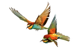 Birds of Paradise fighting in flight isolated on a white background,bee-eaters ,Merops Apiaster