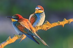 beautiful couple in love birds,colored birds, wildlife, rare animals, bee-eaters