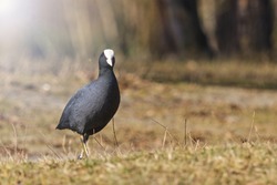 coot standing on the lawn with sunny hotspot,spring, migratory birds, birds, forest, lake, mood
