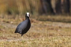 coot standing on the lawn,spring, migratory birds, birds, forest lake mood