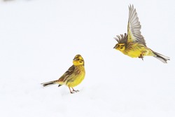 two yellow birds on snow bunting ,wild nature, christmas