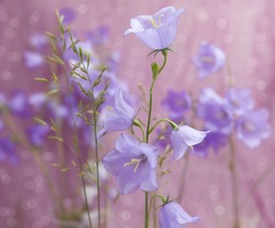 tender bluebells flowers grow in the grass