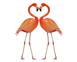 two pink flamingo making heart with necks
