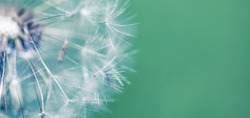 Artistic nature closeup, abstract dandelion macro, sunny soft blue green blurred background. Banner nature with beautiful light. Idyllic and relaxing floral. Springtime dandelion with soft sunlight