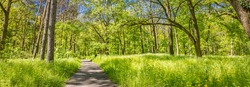Beautiful woods view in mountains during summer. Trail, footpath under sunny green forest trees, leaves, freedom, adventure hiking nature landscape. Peaceful panoramic landscape, idyllic nature banner