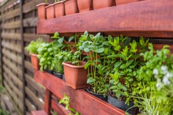 Vertical herb garden in pots. Home garden, herbs in outdoor backyard. Wooden crate with a variety of fresh green potted culinary herbs growing outdoors in a backyard garden
