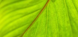 Green leaf macro. Bright nature closeup, green foliage texture. Beautiful natural botany leaf, garden  of tropical plants. Freshness, ecology nature pattern. Botany, spa, health and wellbeing concept