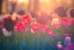 Beautiful colorful tulips blooming in tulip field in garden with blurry sunset nature landscape background. Soft sunlight romantic, love blooming floral wallpaper holidays card. Idyllic nature closeup