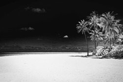 Tranquil black and white beach scene. Dramatic island shore landscape, dark sky white sand. Monochrome tropical coast, silhouette of palm trees. Abstract nature summer travel wallpaper
