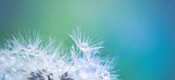 Beauty in nature. Fantasy closeup of dandelion, soft morning sunlight after rain, pastel colors. Peaceful blue green blurred lush foliage, dandelion seed. Macro spring nature, amazing natural droplets