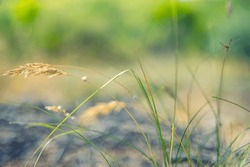Idyllic wild grass in forest at sunset. Macro image, shallow depth of field. Abstract summer nature background. Vintage filter. Tranquil spring summer nature closeup and blurred forest background