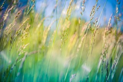 Beautiful close up ecology nature landscape with meadow. Abstract grass background.