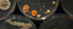 A petri dish with growing cultures of microorganisms, fungi and microbes. A Petri dish  ( Petrie dish) known as a Petri plate or cell-culture dish