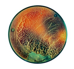 Growth of fungi that decompose plastic for recycling in a petri dish
