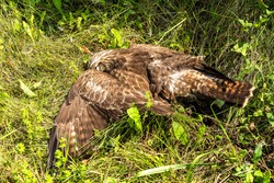 Dead buzzard killed by electricity in the green grass. A dead bird at a power pole. Animal protection.