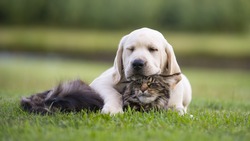 yellow puppy with tabby cat