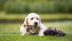 dog and cat friendship
