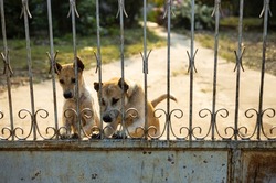 A Thai dog stands guardingly staring at something suspiciously near the entrance to a rusted iron fence in front of a house, faithfully seen in rural Thailand.