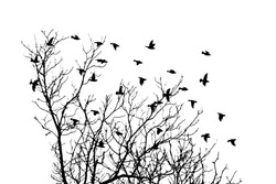silhouettes of flying birds with tree