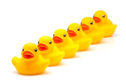 yellow gum ducks on white fund