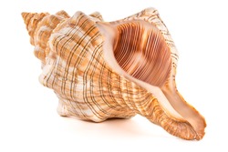 Focus stacking of a sea shell on white background
