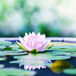 Beautiful Pink Lotus, Pink Water Lily with Reflection in a Pond 