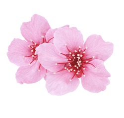 Beautiful Pink Cherry or Cherry Blossom isolated on white background
