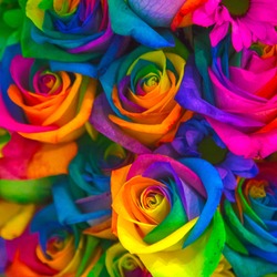 Colorful pink-blue-white-yellow flowers roses. Bouquet of colorful spring roses flowers. Spring beautiful floral background. Rainbow flowers.