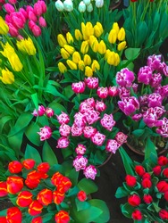 Colorful spring flowers tulips. Flower beds with bright tulip flowers. Spring floral dutch background.