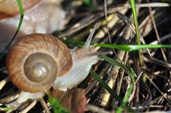 Snails crawling on a grass. Closeup shot. Selective focus on a head. Snail in the grass closeup background. Macro photography. 