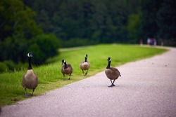 a flock of canada geese walking across the city park