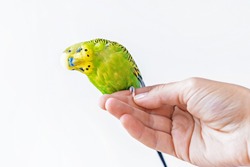 Funny budgerigar. Cute green budgie parrot sits on a finger and looking at the camera. Funny tamed pet bowed his head to the side and communicates with a person