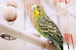 A green domestic budgie 