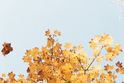 Natural Fall Leaves Border. Close-up of a branch of maple with faded leaves, against the background of blue sky