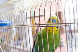 Green Budgerigar (domestic budgie) on cage