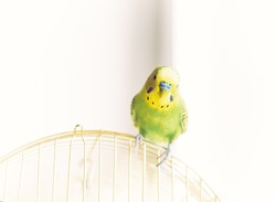 Green Budgerigar (domestic budgie) sitting on cage