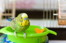 Budgerigar on the bird cage. Funny wet green budgie parrot takes a bath