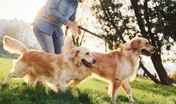 Amazing sunshine. Woman have a walk with two Golden Retriever dogs in the park.