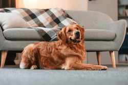 Calm pet is relaxed, lying down on the floor. Cute Golden retriever dog is indoors in the domestic room.