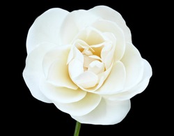 White Flower Isolated on Black Background, White Rose